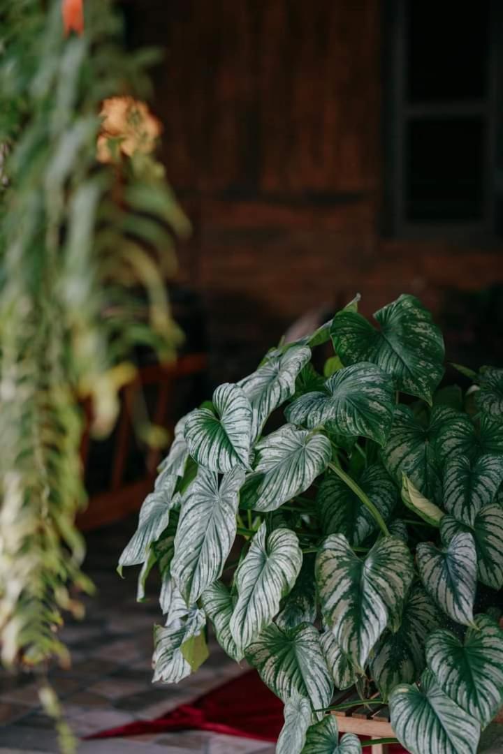 Harmony Garden - Home And Coffee フエ エクステリア 写真